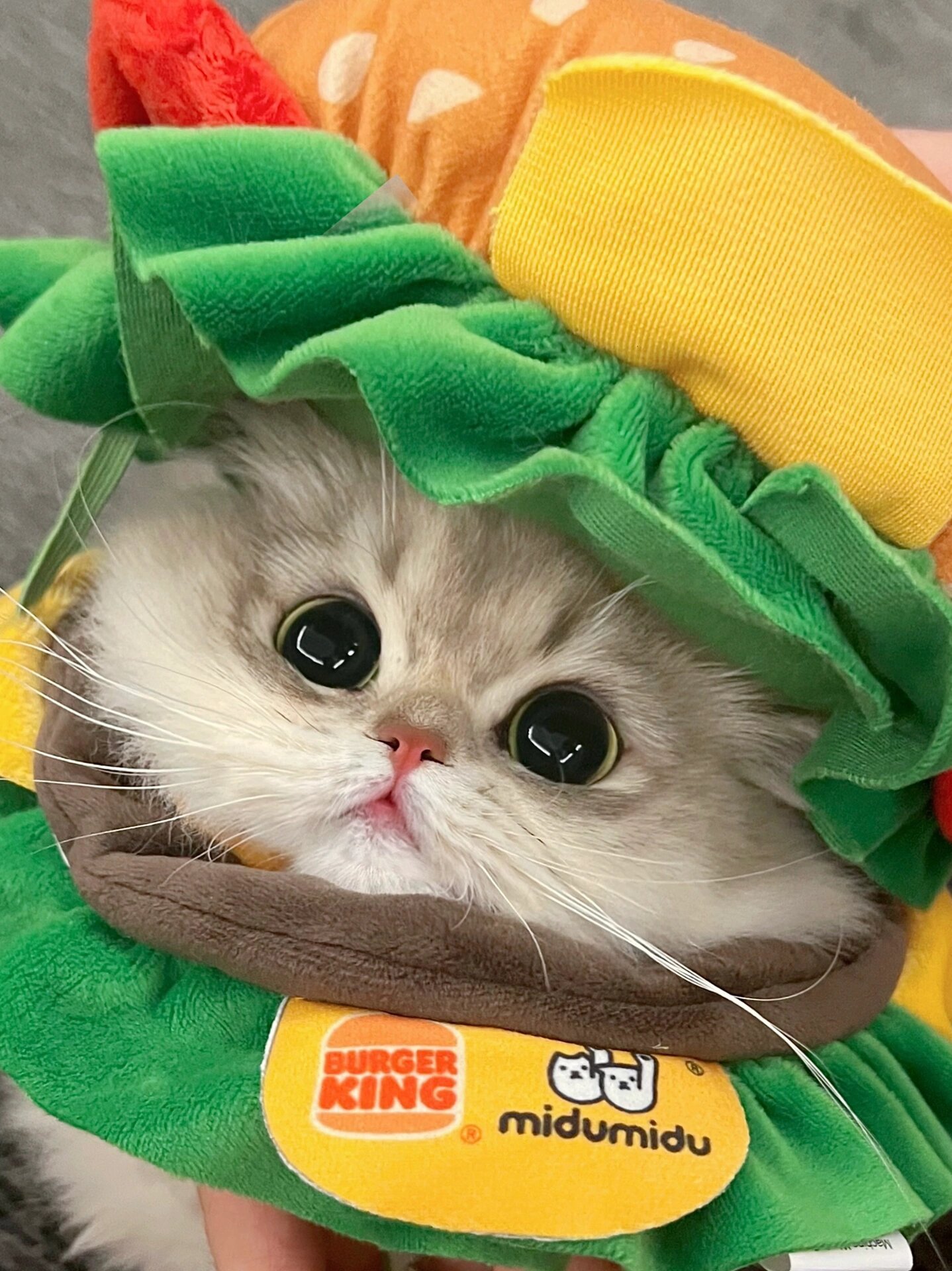 请问可以做你的堡堡吗🍔 ​​​