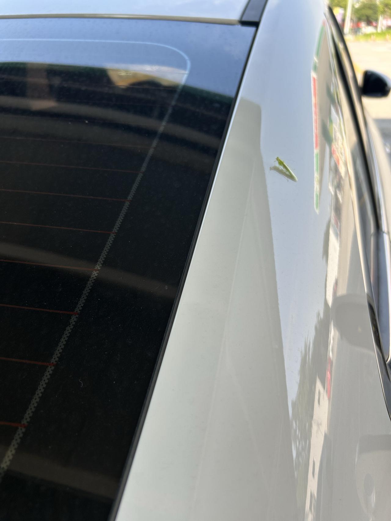 这不就是现实版的螳臂当车🚗！