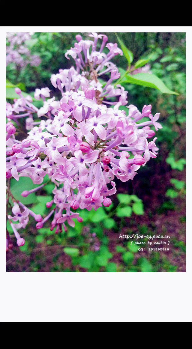 🌸这抹紫是春天的私语吧？花瓣轻颤像星星落满枝头✨，风一吹，连呼吸都甜成了诗～