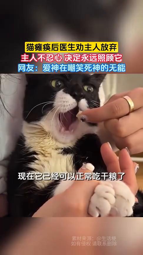 猫瘫痪后医生劝主人放弃，主人不忍心决定永远照顾它。
生活梗。
网友：爱神在嘲笑死