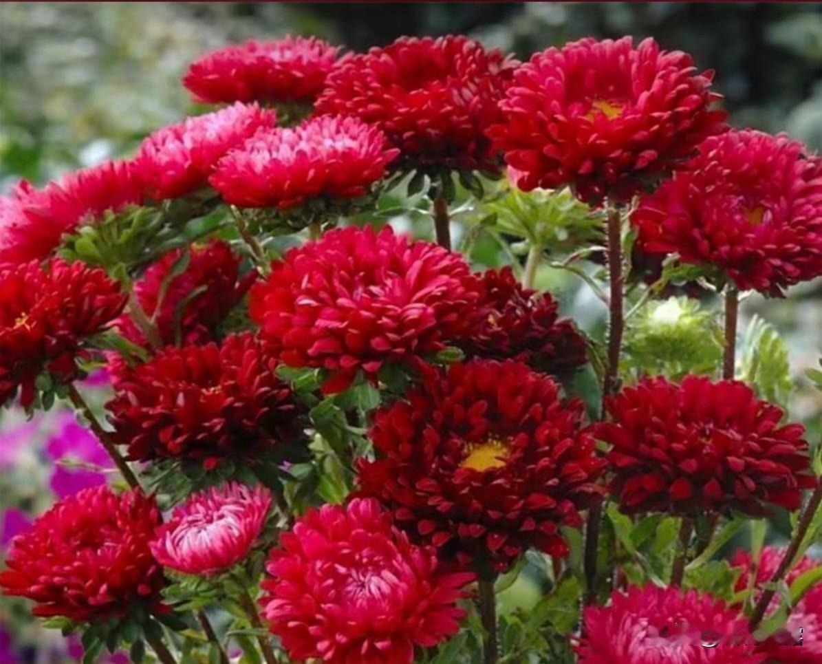 赏花拍花，收获的是好心情，只要有花可拍，生活就会像花一样丰富多彩！最治愈人心的，