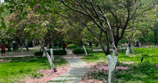 玉渊潭公园内一游客不文明赏樱拍照，公园回应：已报相关部门调查