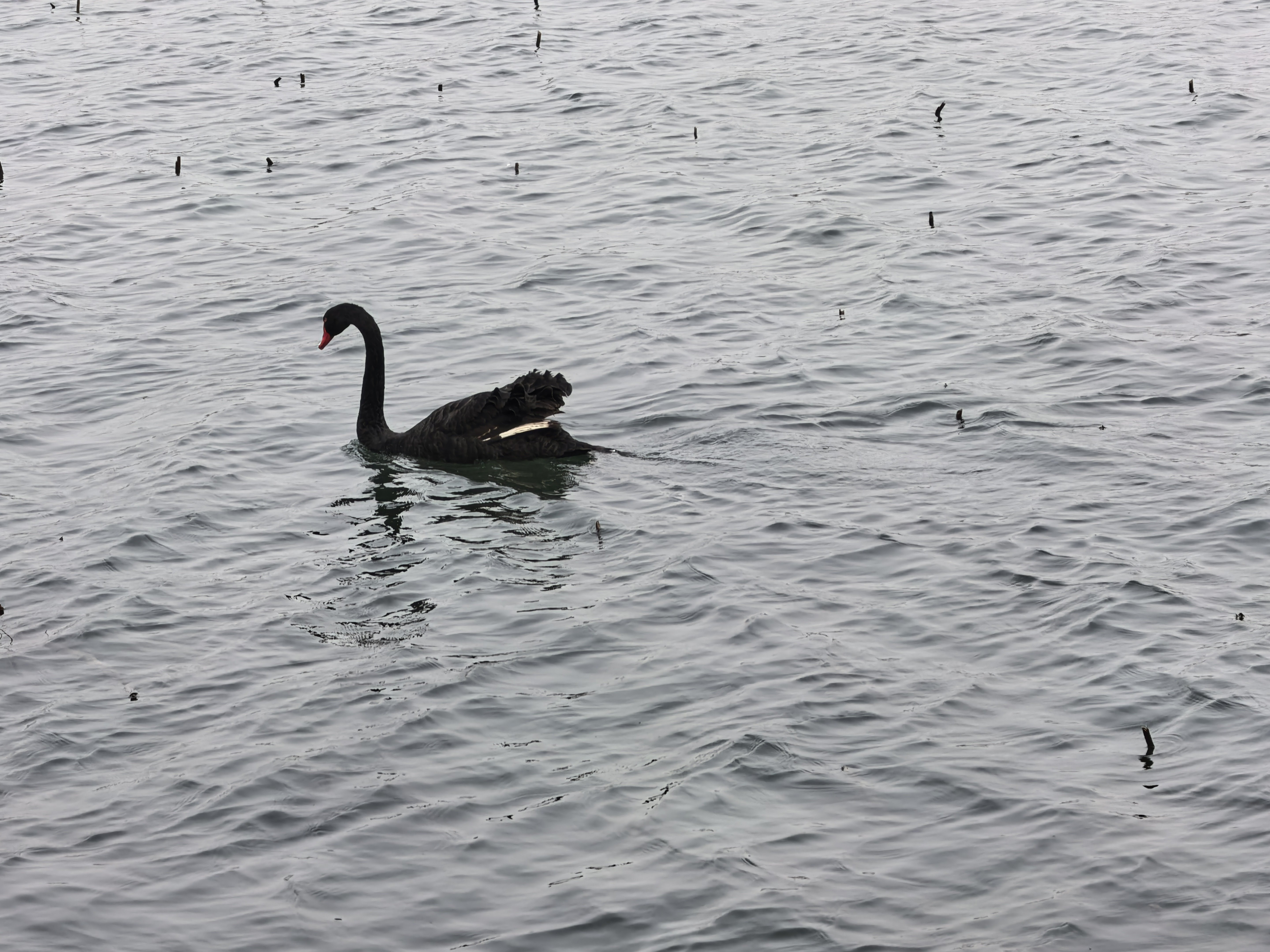 虽然不能出去赏春，老图片还是可以发一组的。明天就要开盘了，这几天消息面还是比较稳