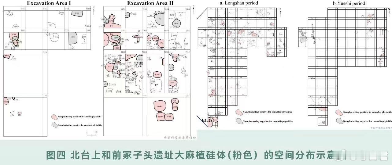 植物考古麻类作物 “五谷丰登”中的“麻”，早在龙山时期已是北方核心农作物。山东大