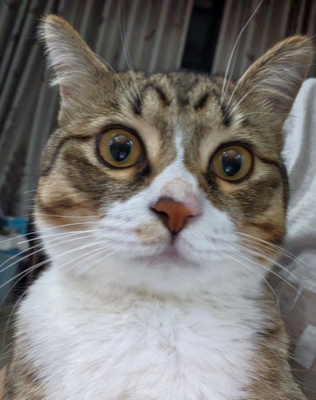 🐱 