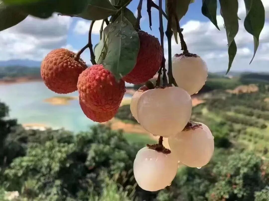 【头茬荔枝价格逼近百元】“水果新贵”轮流上新，4月2日，记者关注到，第一茬上市的