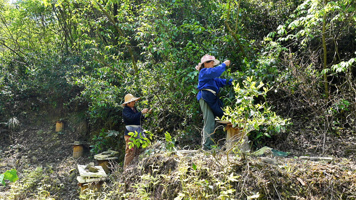 宋贡茶、土里“黄金”……桐庐这个小山村，到底藏了多少宝？