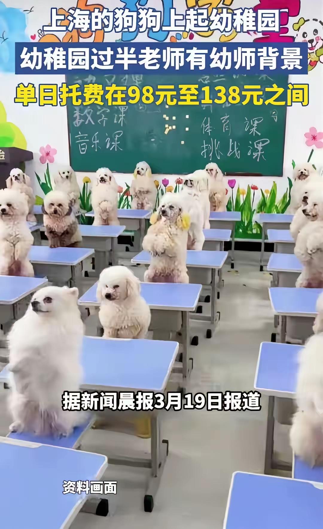 全成精了？
狗狗幼儿园开课了，每日收费标准88元——138 元不等，结业时能达到