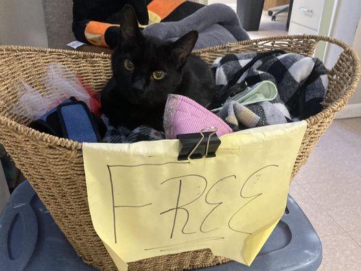 纽约普特南人道协会（Putnam Humane Society），今年夏天收留了