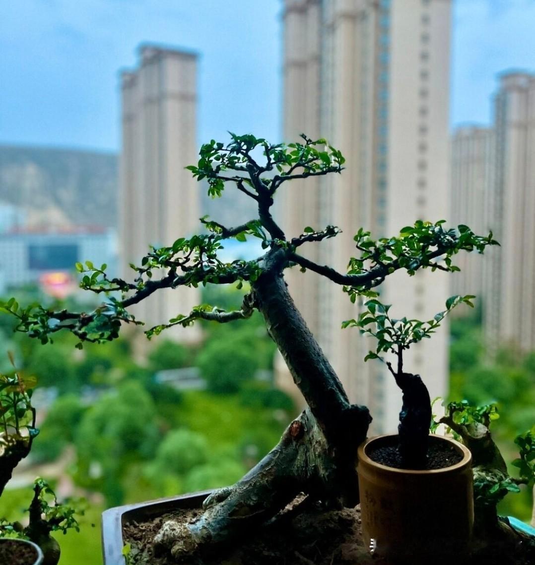 我本良善，守平凡安身，护家人无恙！
 
       有网友和我讨论人生的意义，