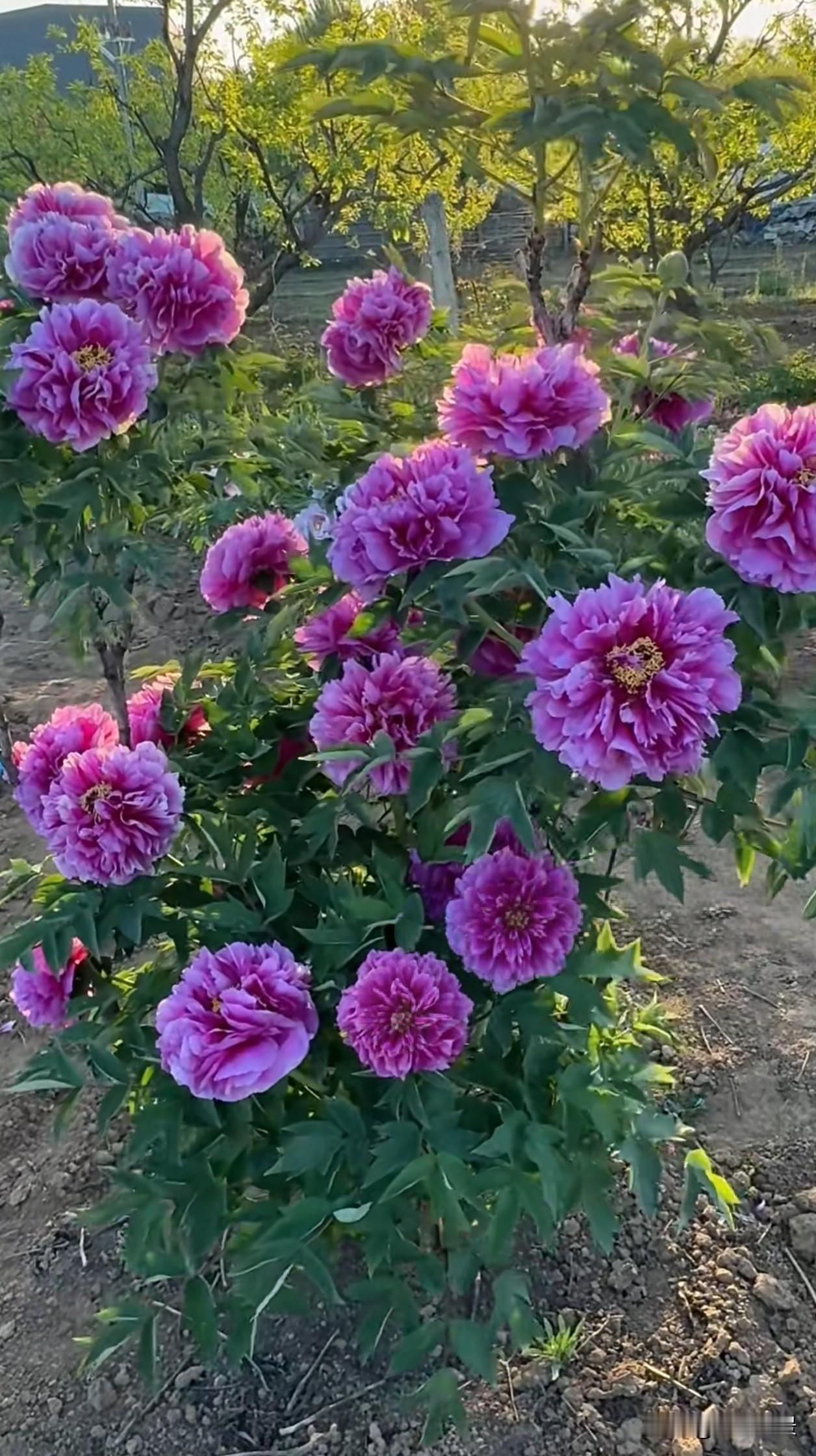满园紫粉、艳红牡丹肆意盛放，层层饱满的花瓣衬着翠绿枝叶，在林间舒展成动人风景。人