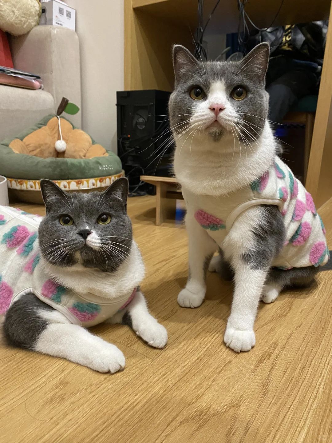 急急急！全网找八嘎蓝白小猫🐈