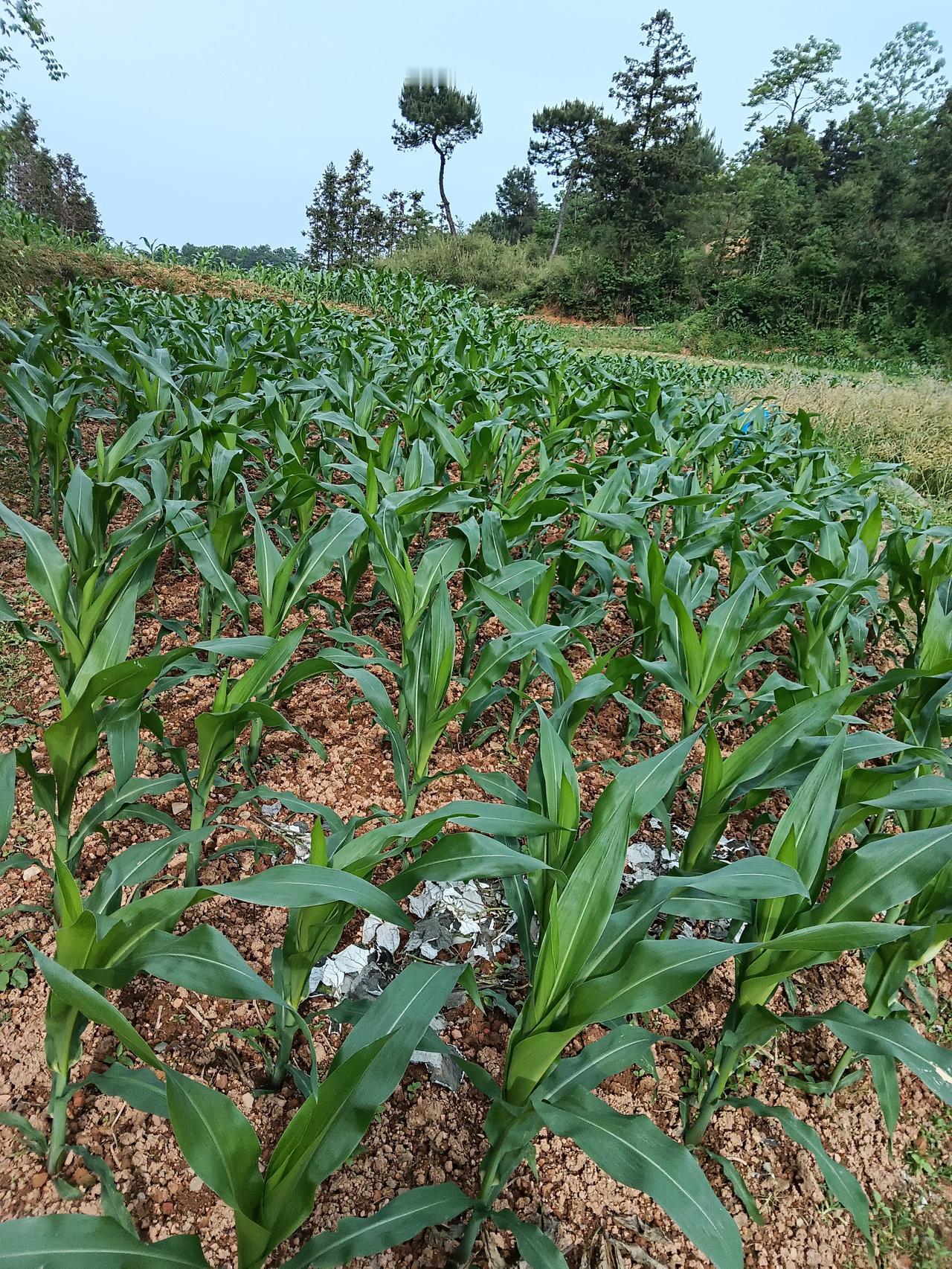 今年我家玉米那长势，简直绝了！茎粗得像小树苗，叶子又宽又绿，在太阳下闪着光。我每