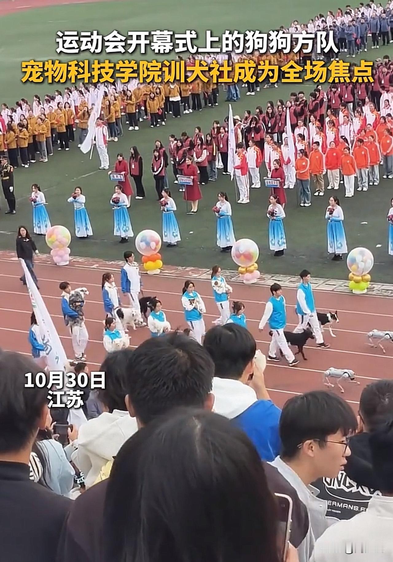 #学校运动会开幕式上出现狗狗方队#“没想到以这种方式火了！”江苏一学校运动会上惊