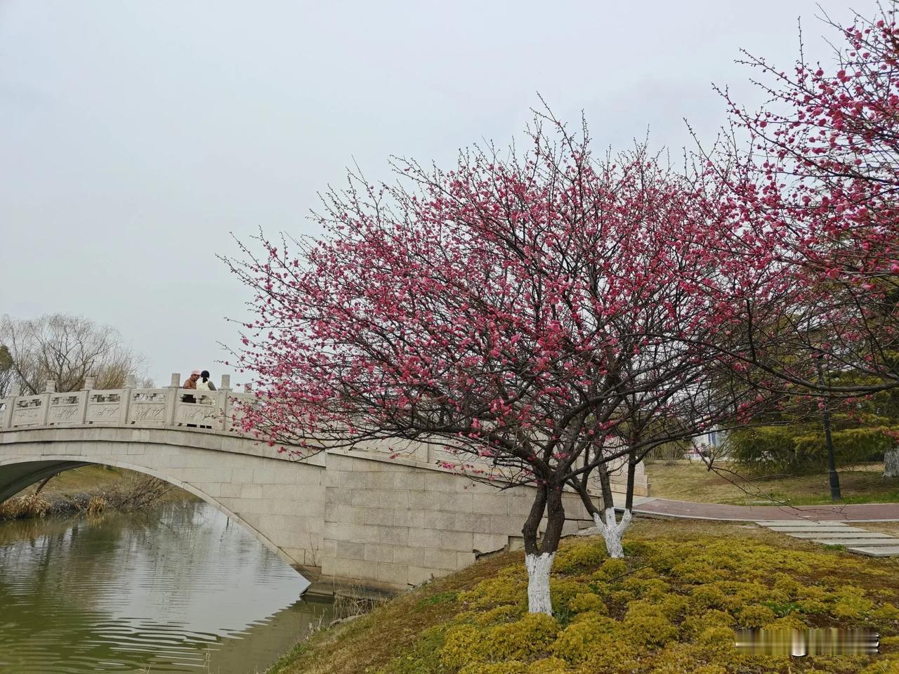 梅花树