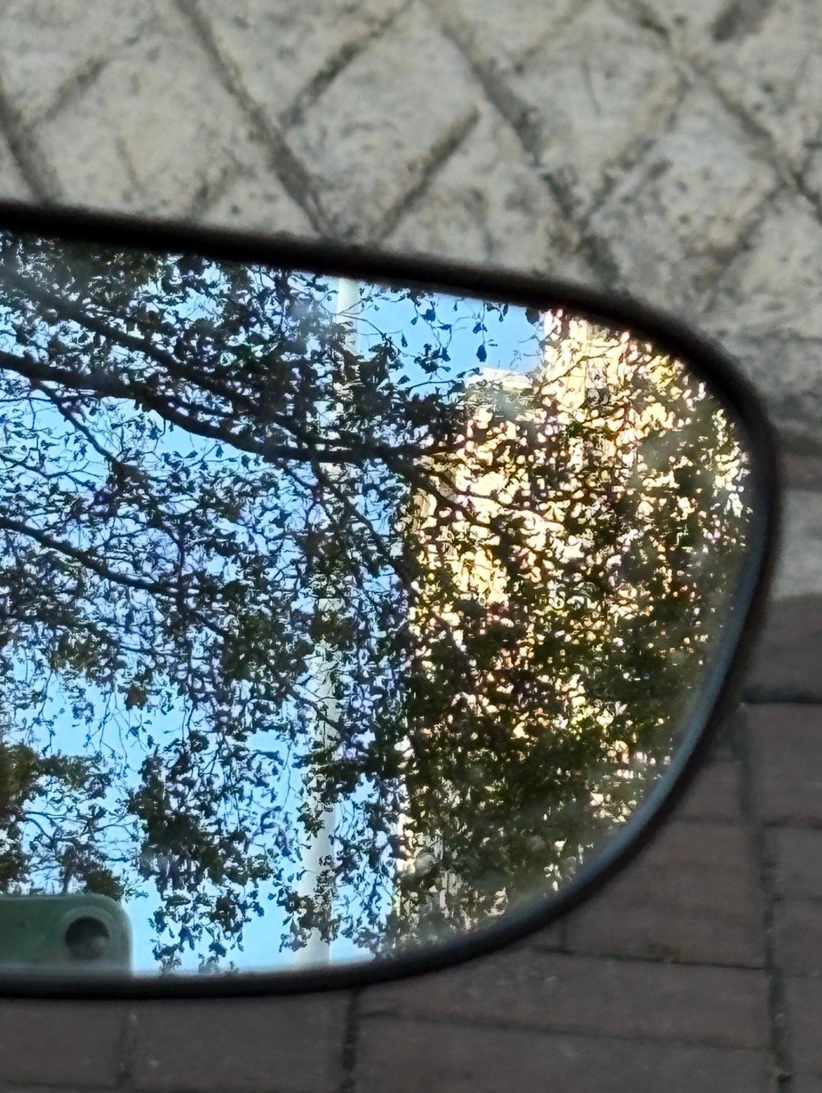 手机里的夏天的树，而我在躲太阳。🍀 