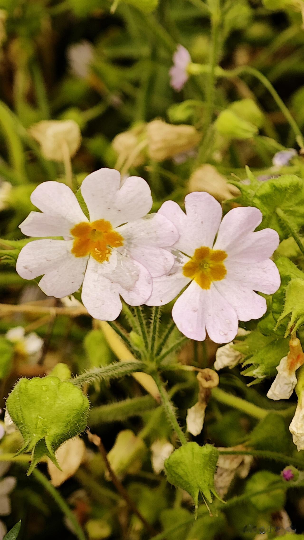 晒晒你镜头里的花草镜头下的小花小草，都是随拍下来的美好瞬间！
