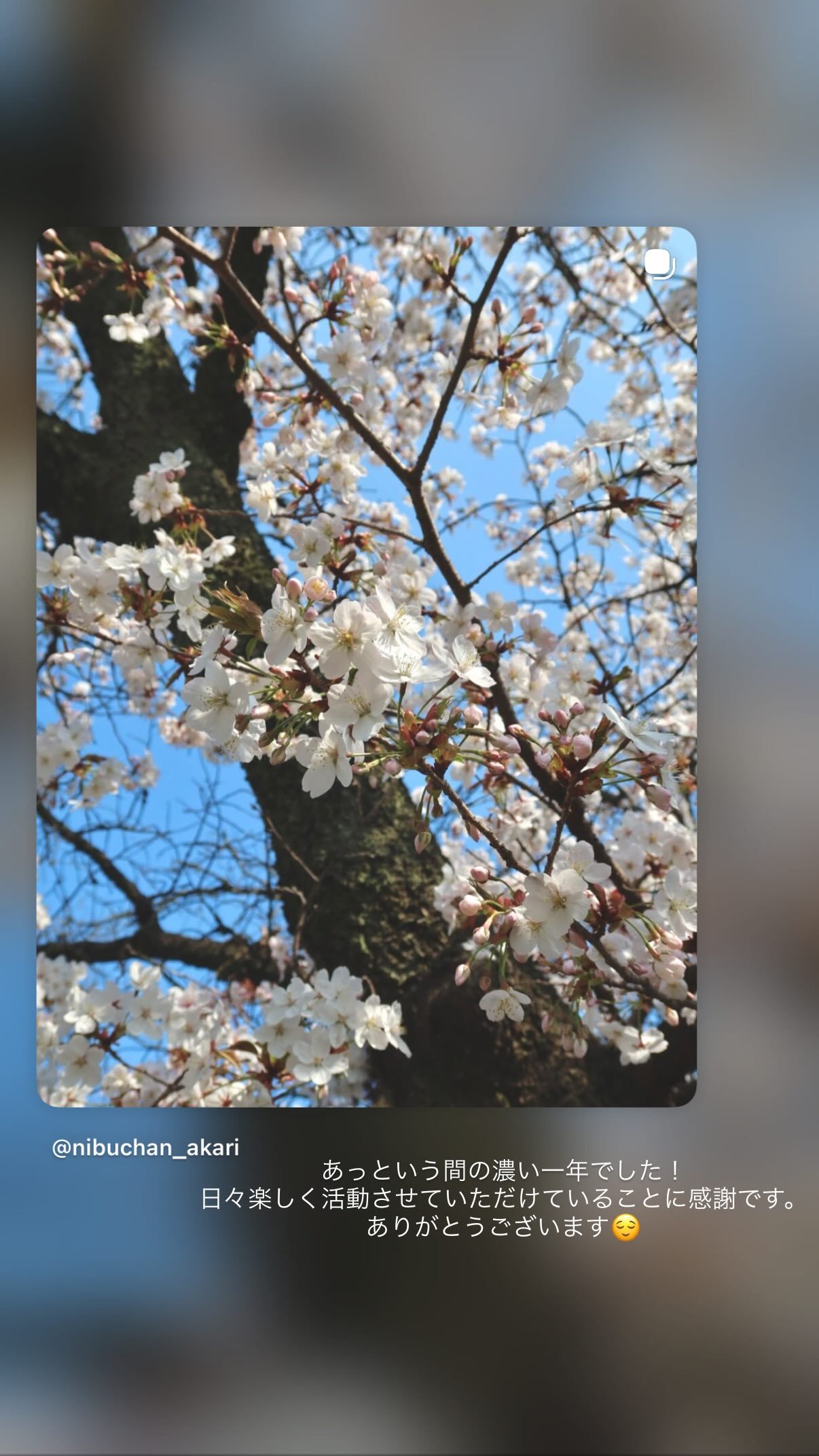 丹生明里🐸　nibugram