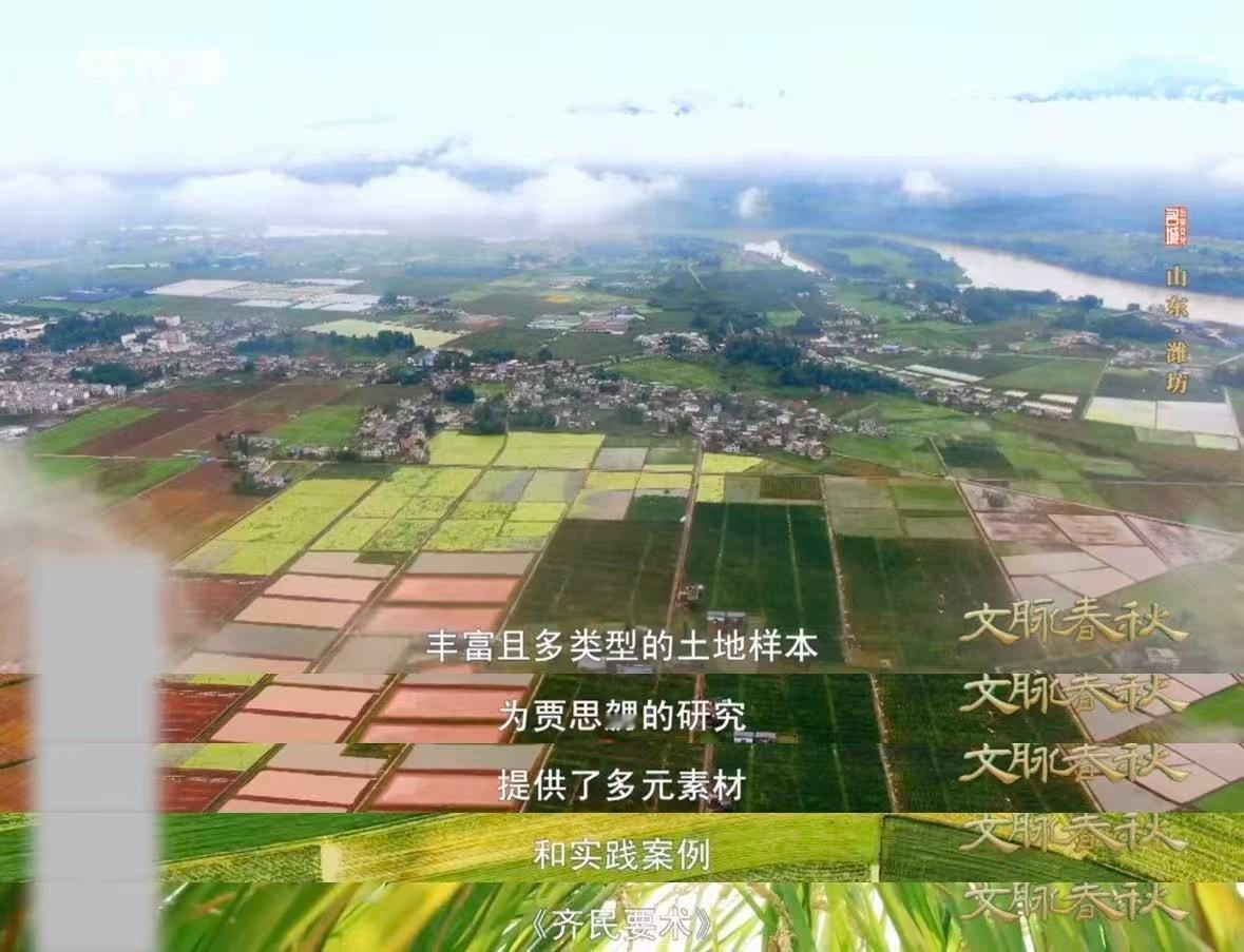 山东人种菜1500年前就很顶了古人的农书含金量还在上升 大水培育芹菜、草穰覆菜防