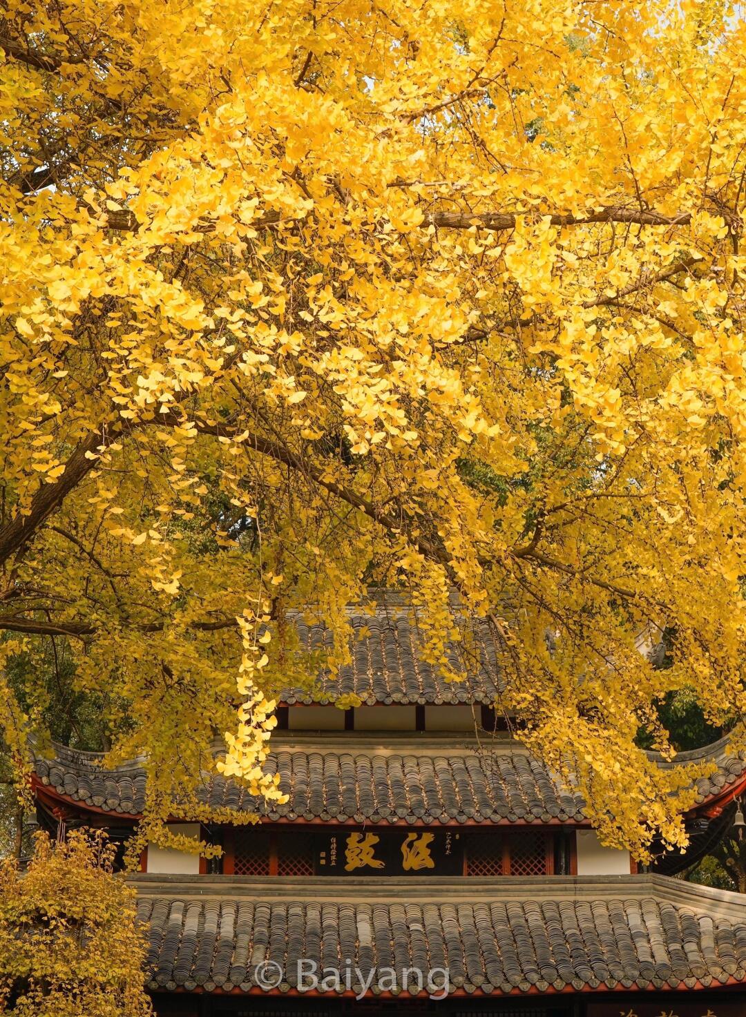 成都值得一个人闲逛的6座寺庙