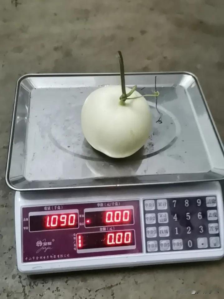 今天甜瓜大丰收，称了一下，个比个大[捂脸]
今年种瓜真的是收获太多了
相比往年提