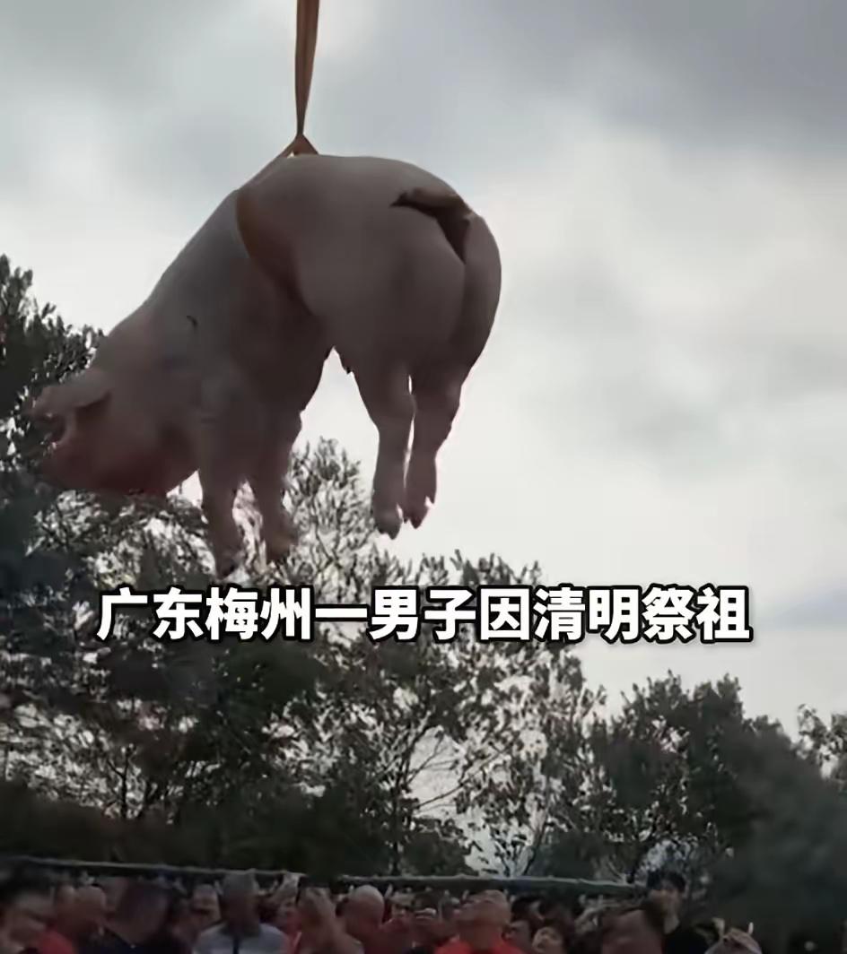 梅州一男子用无人机吊运猪羊上山祭祖，这波操作直接火出圈，看似脑洞大开，实则
满是