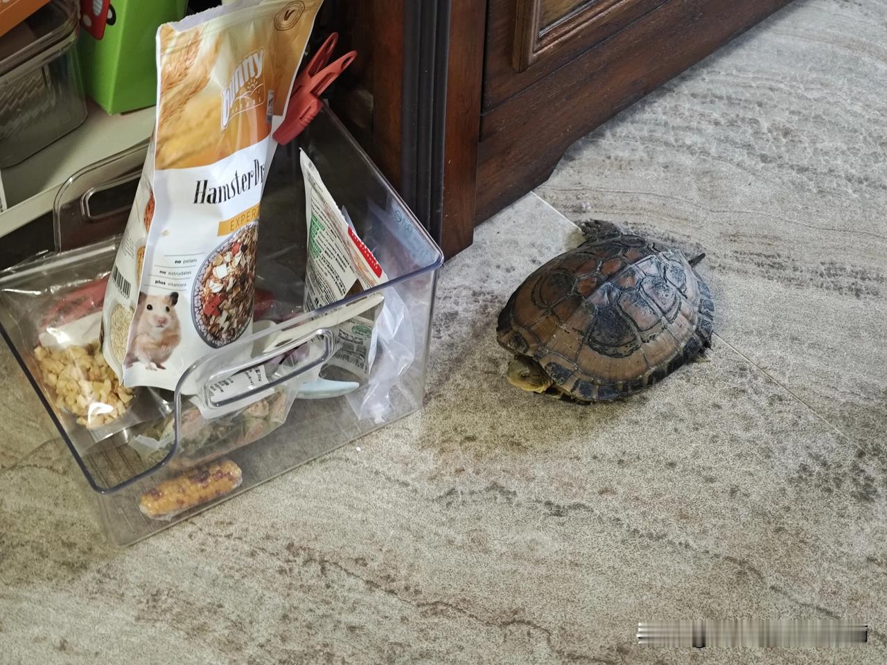 臭不要龟脸的，给它吃过一次仓老师的粮食后就惦记上了。我家龟把仓鼠的粮食给惦记上了