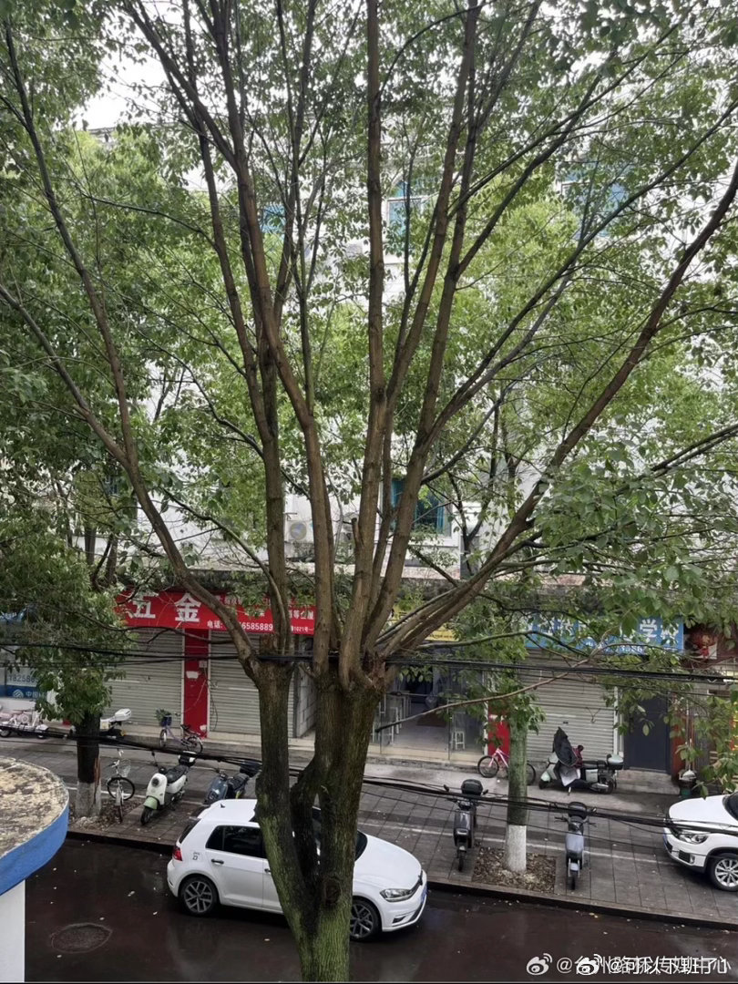 台州网格员救下的小家伙是国家三级保护动物小雨淅沥，暖意融融！近日，路桥马铺社区上