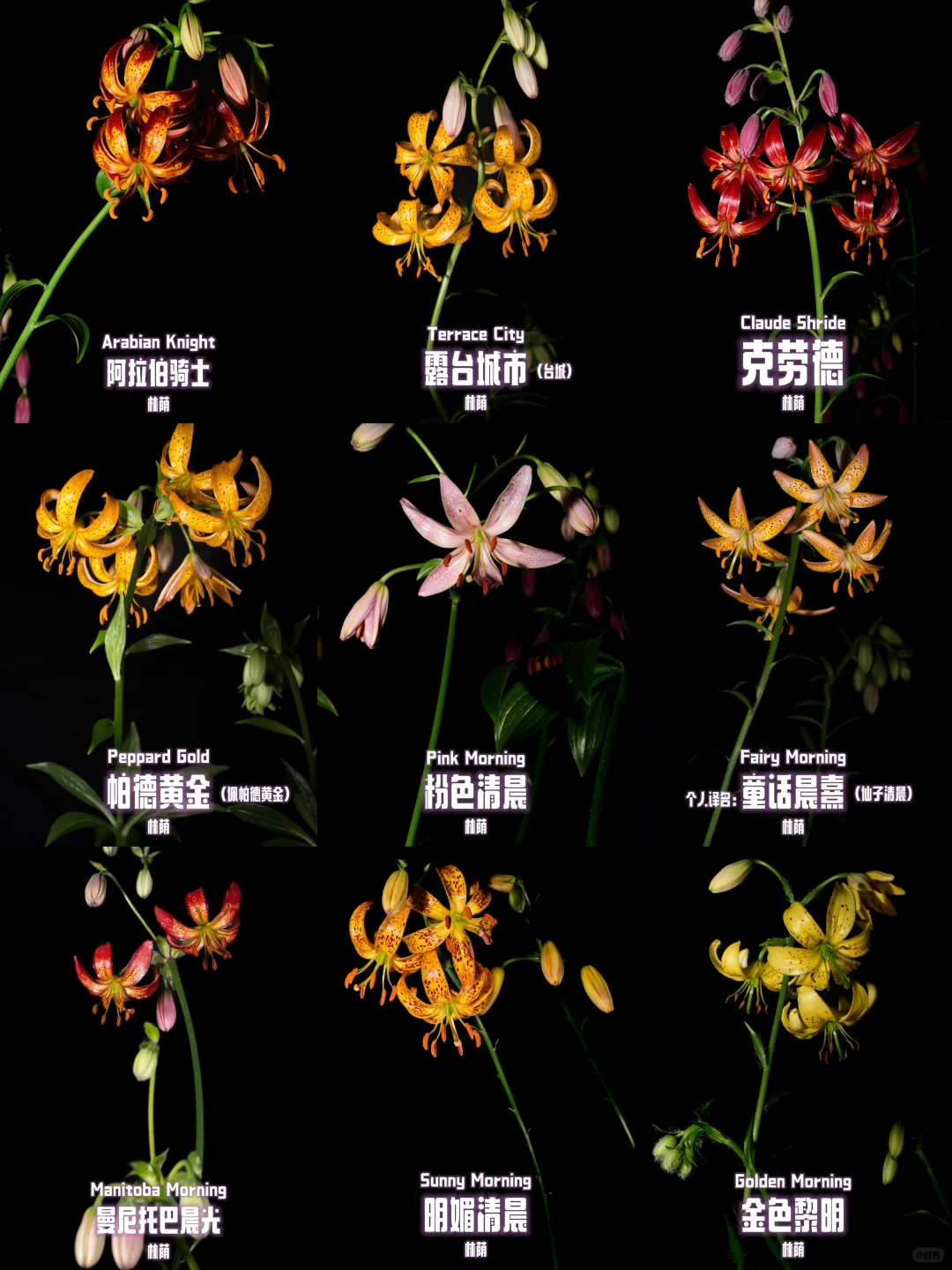林荫百合图鉴