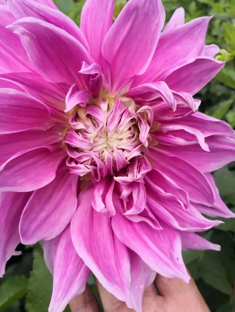 《临江仙·大丽花》
 庭院秋来花绽处，大丽摇曳生姿。斑斓五彩映晨曦。粉妆如梦境，
