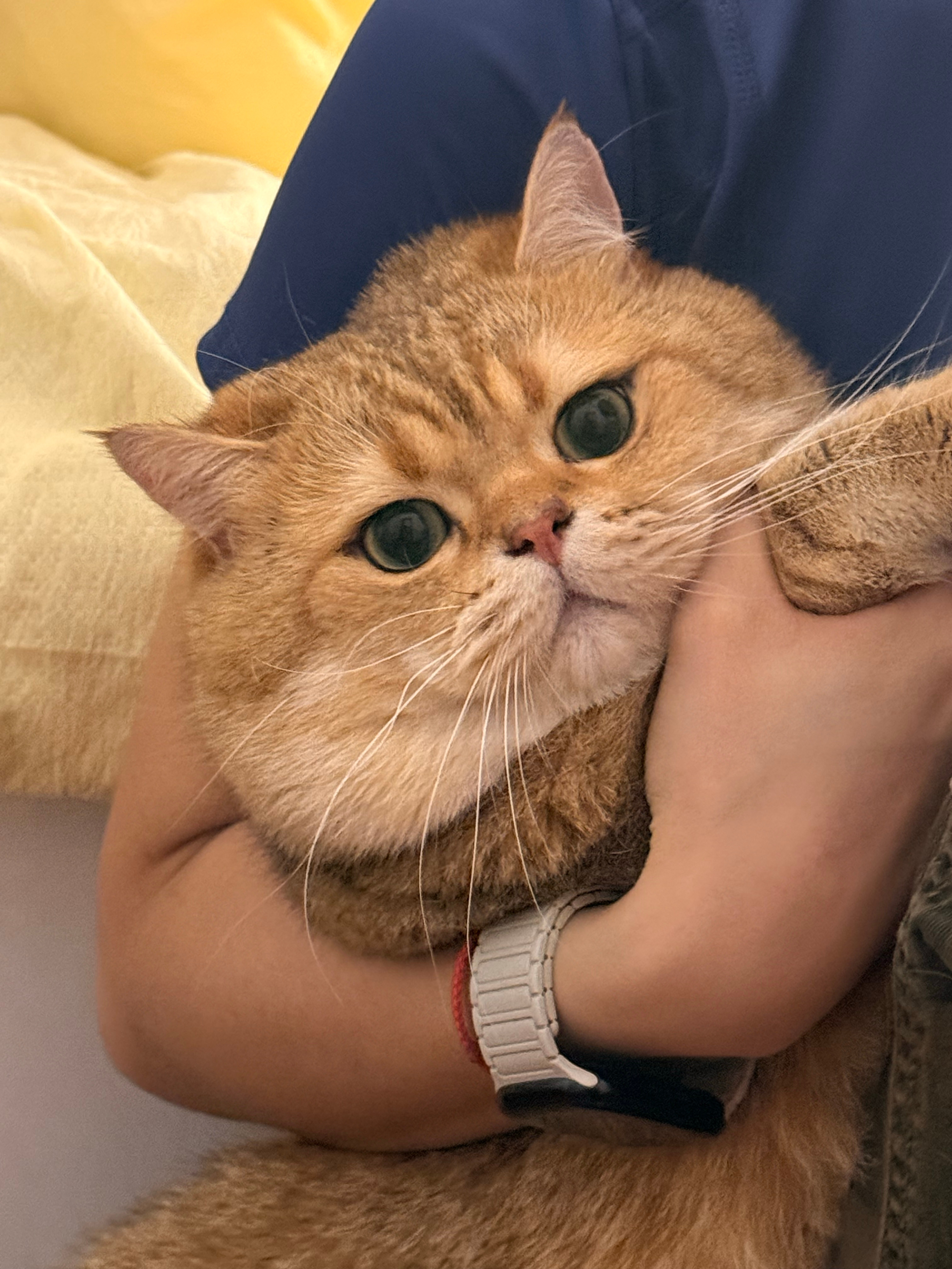 萌物 
