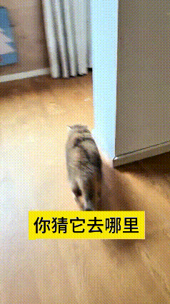 这视频我翻来覆去看了好几遍，太有意思了。开头光看见这一只小猫，我还以为就它自己乱