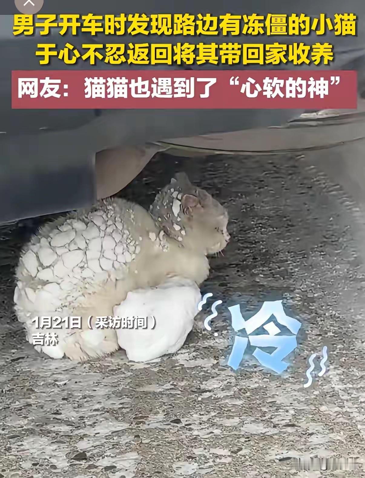 吉林，一男子准备开车回家，上车前特意往车底看了一眼，结果发现一只小猫趴在地上瑟瑟