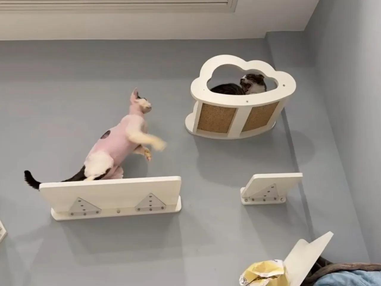 这段时间有几位好心人在咨询小德的领养事宜，谢谢大家啦❤️！小德目前还需要持续治疗
