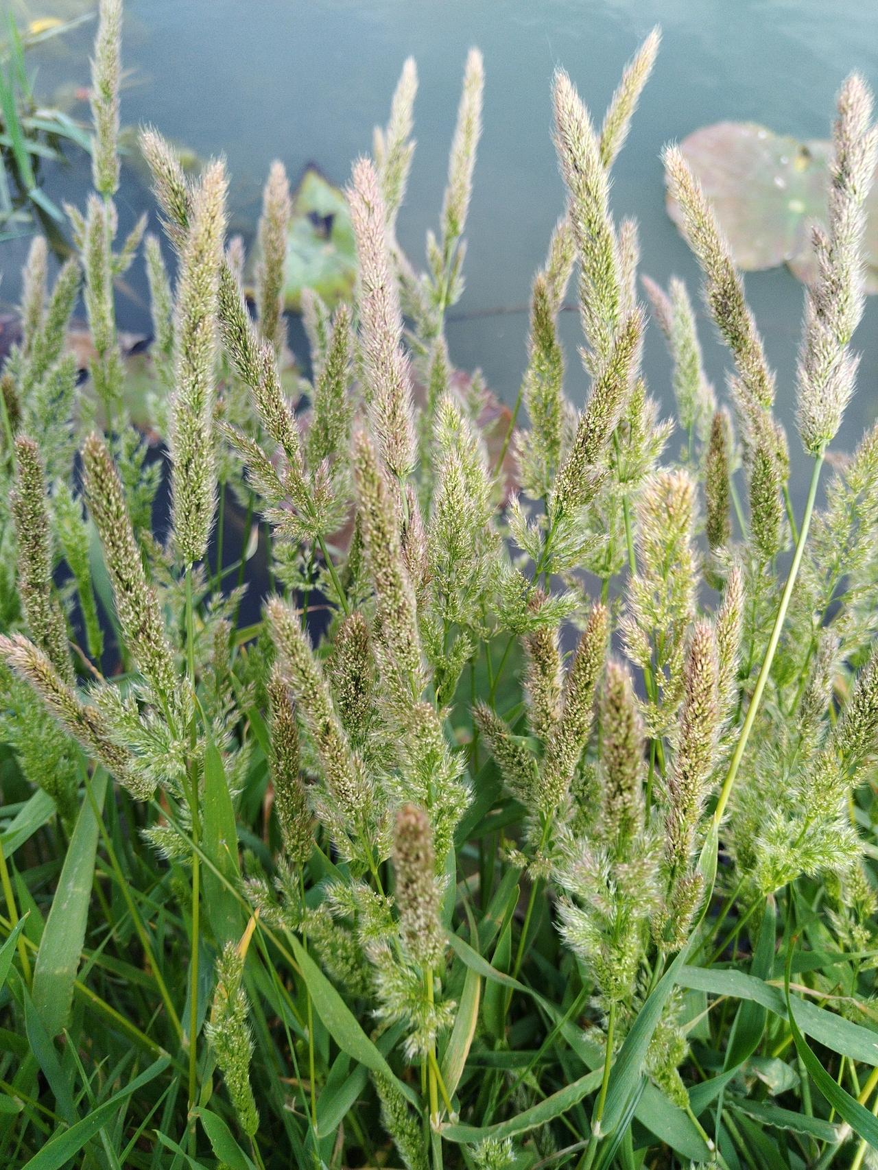 【趣联联趣】
上联：？
下联：夏，稂莠正花期
【一字千金】
《棒头草》
🦋衣未
