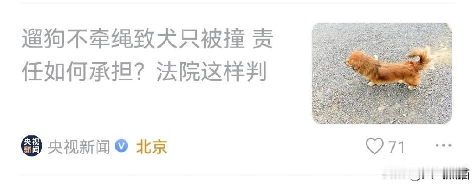 遛狗不牵绳狗被车撞，车主赔3800，不少网友替司机喊冤！
起因是女子出门遛狗没牵