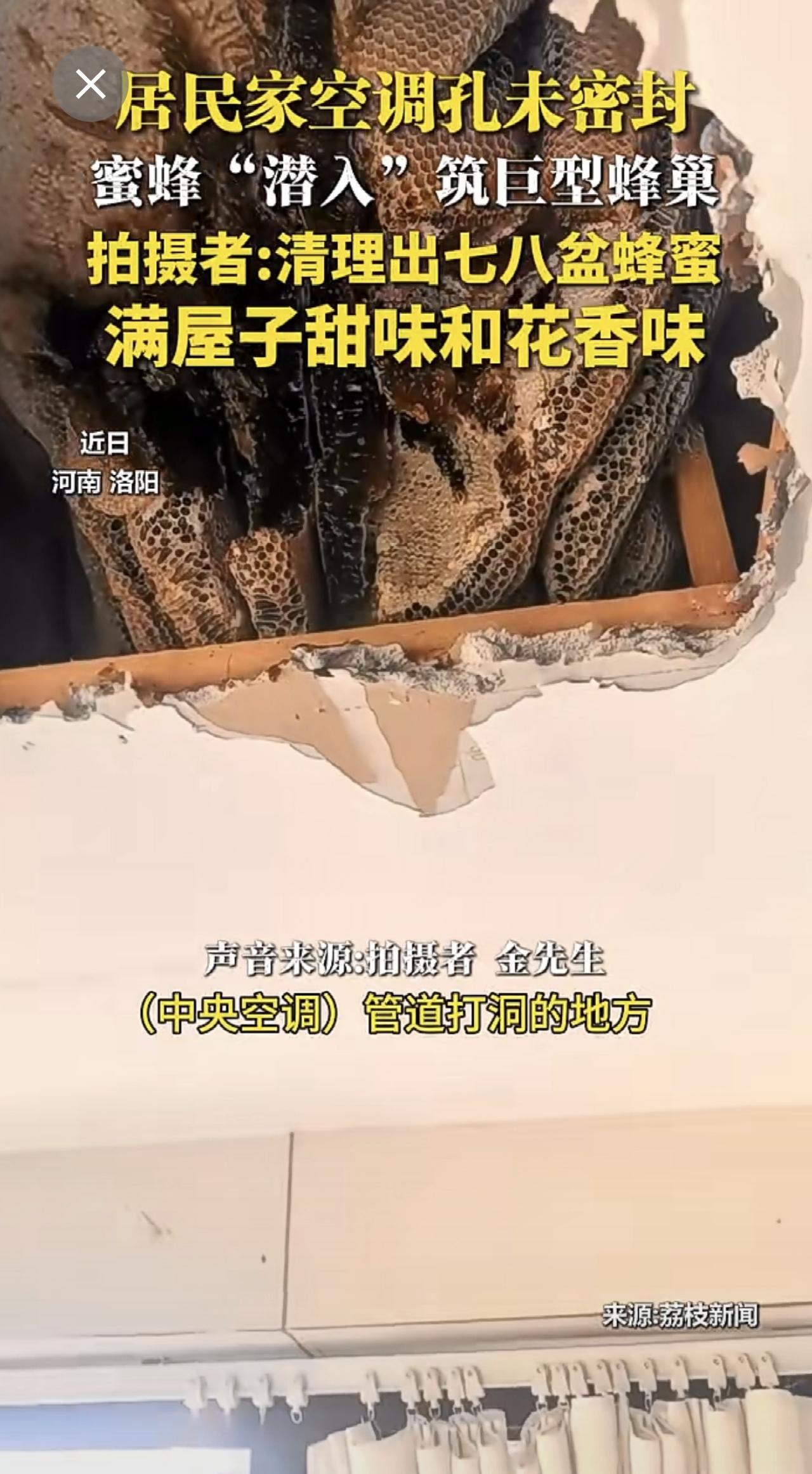 居民家空调孔未密封
蜜蜂“潜入”筑巨型蜂巢
拍摄者:清理出七八盆蜂蜜
满屋子甜味