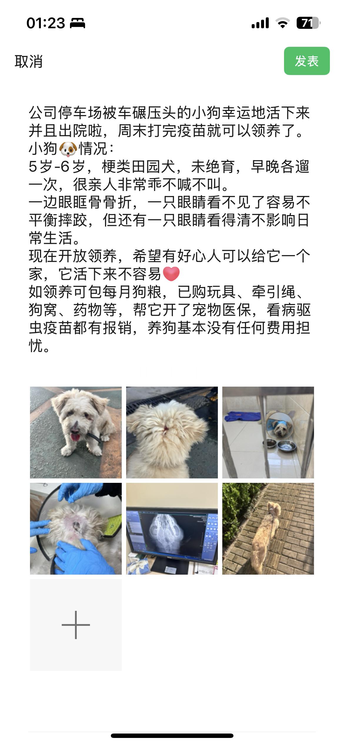 上海领养上海领养 超乖小狗 