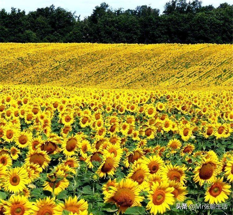 开始种向日葵，送给高考生，预祝一举夺魁。