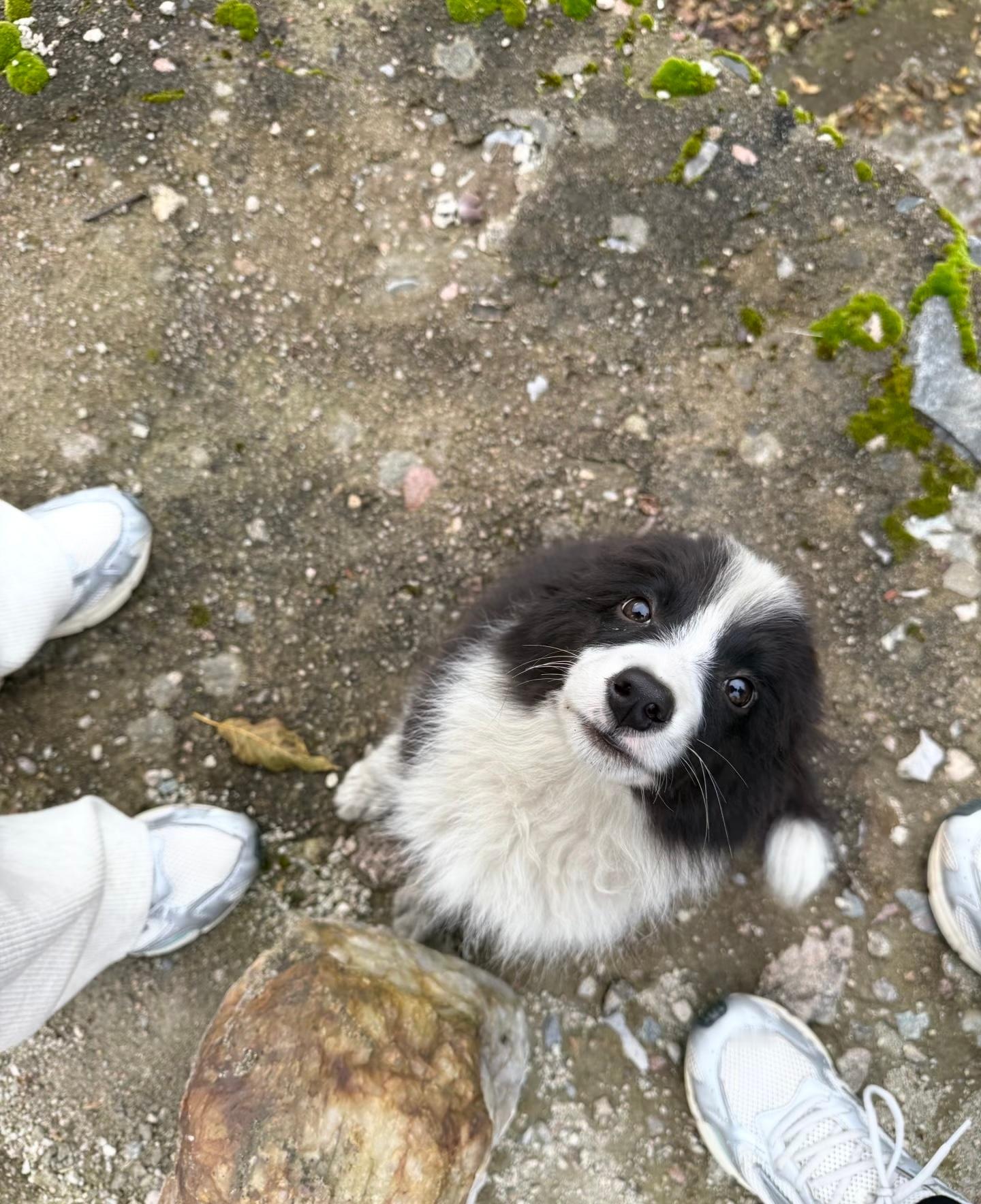 小狗放下耳朵就是准备好被摸摸了 