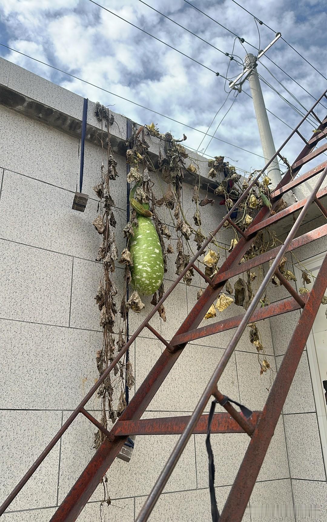 大伙快来瞅一眼！忙活好几个月，天天浇水照看，本以为能收获个像样的宝贝，结果最后整