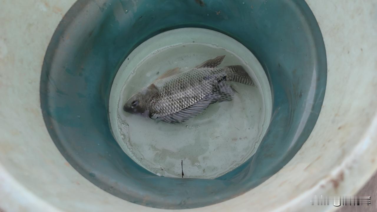 今晚的晚餐，传说中的咸淡水罗非，就不知怎样