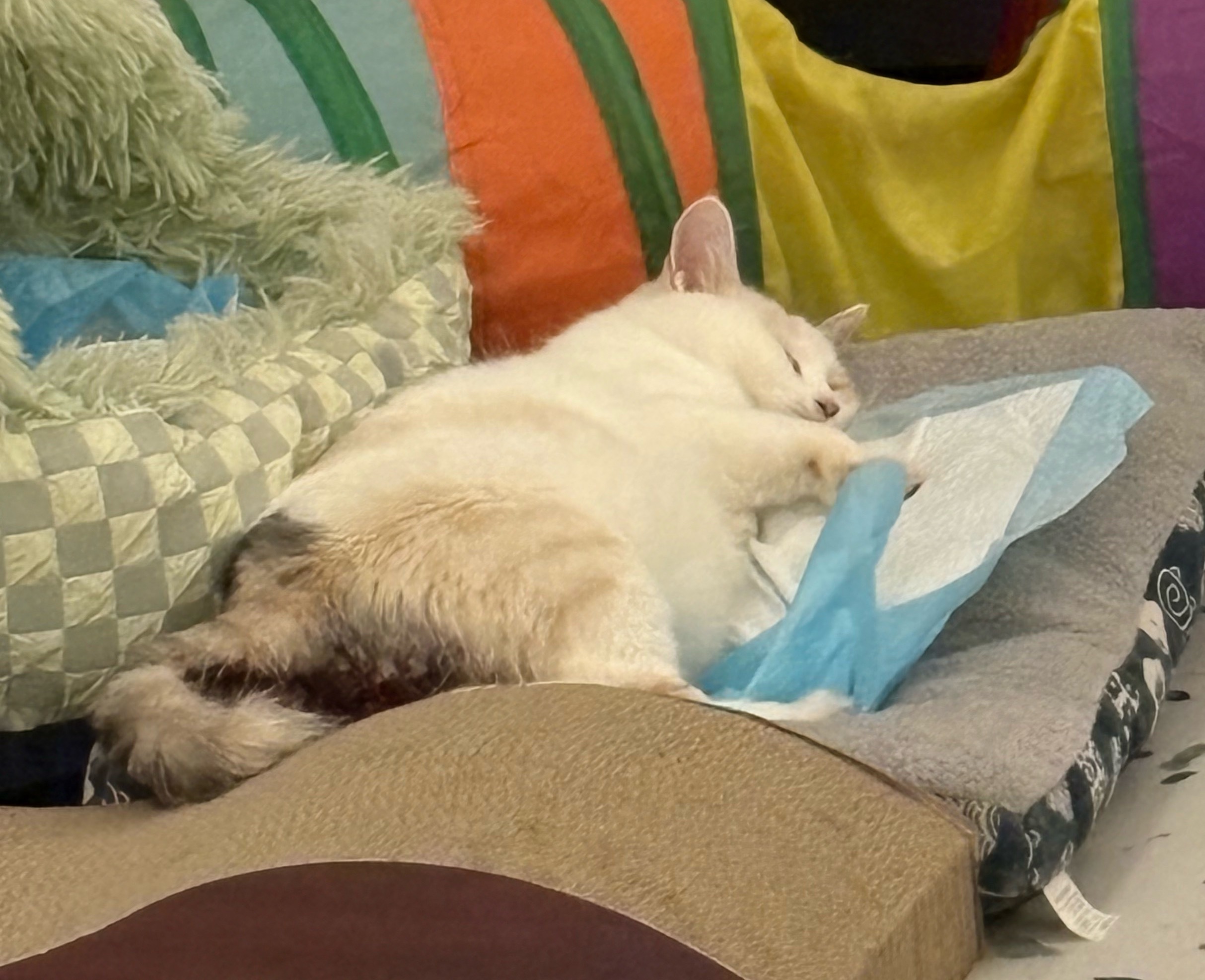 熬了一个大夜，三彩状态不对，看肚子总觉得还有崽没生，果然，凌晨4点，难产，产下两