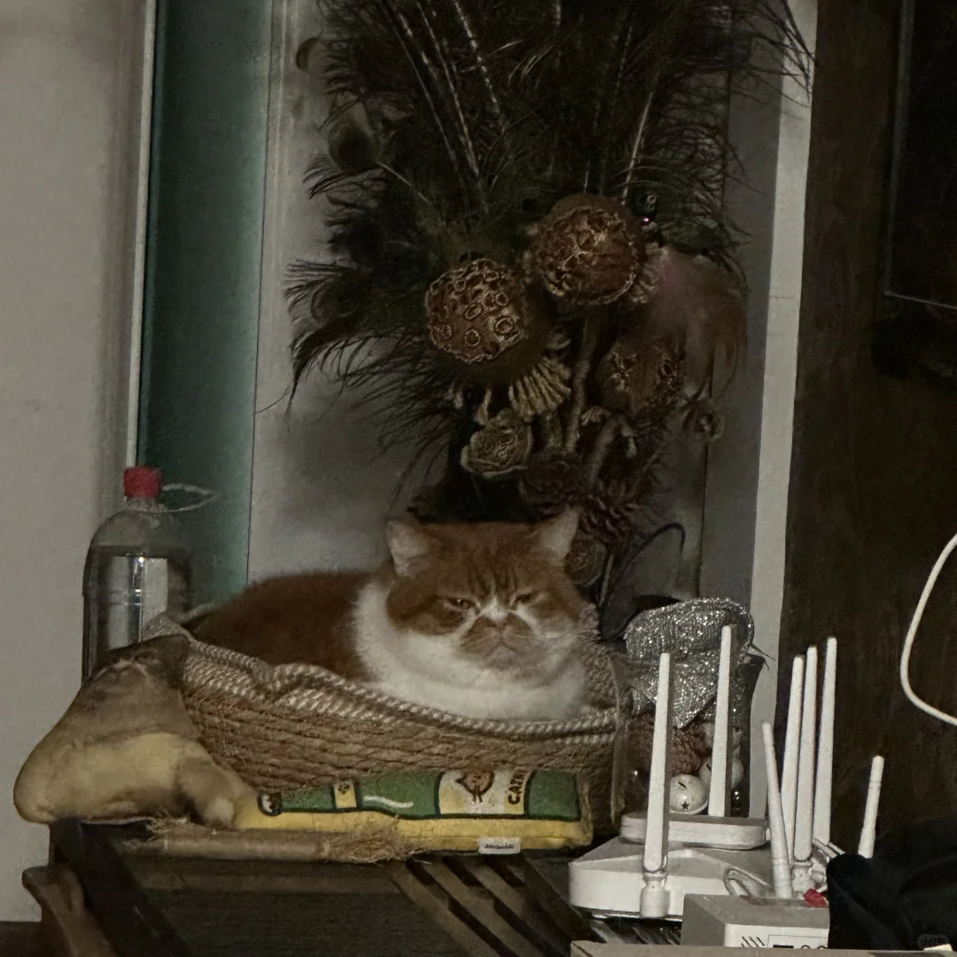 我熬夜 一回头 我猫
