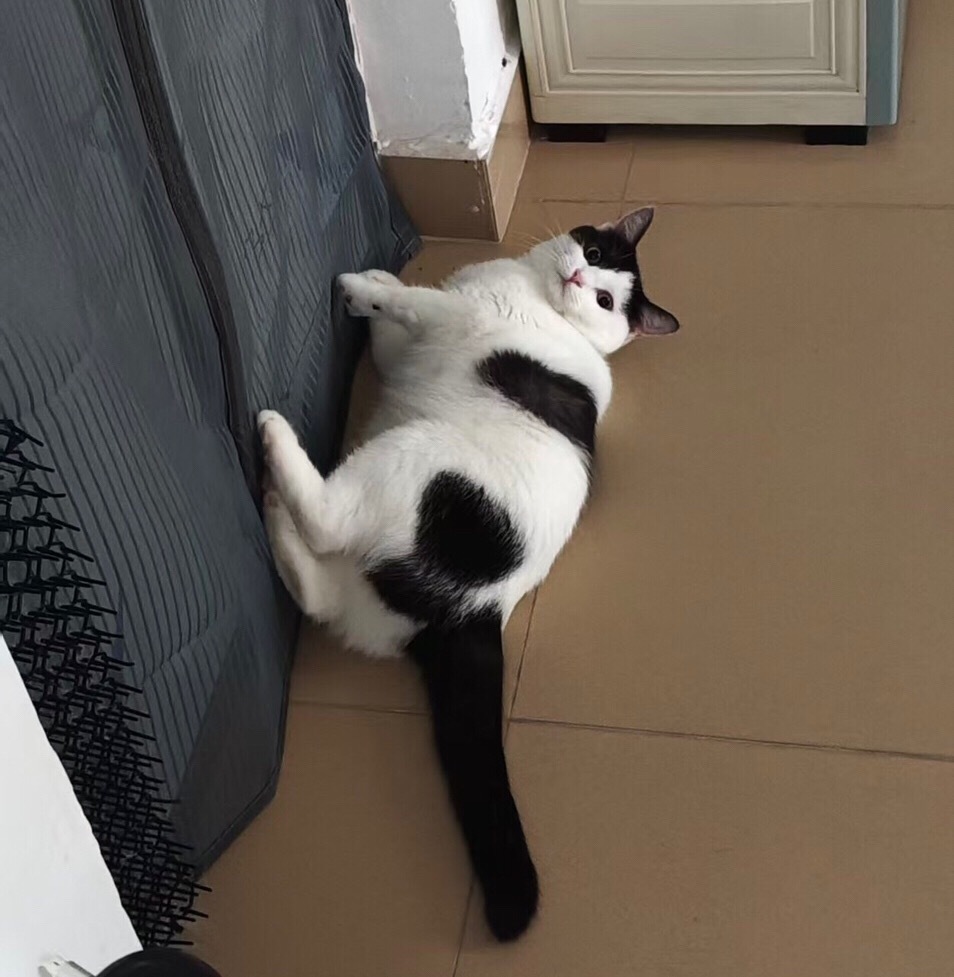 你是我尾巴的粉丝吗？我也是。daily奶牛猫奶粉投稿