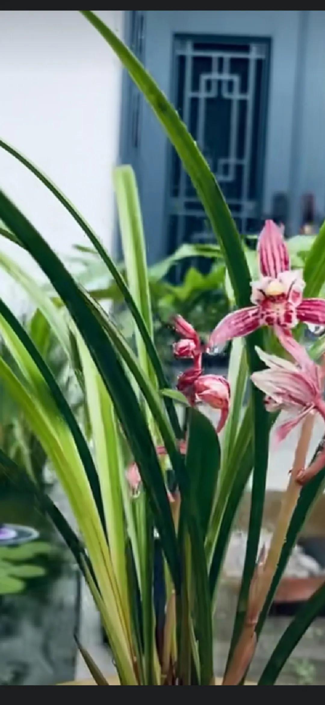 分享手机里拍摄的花草