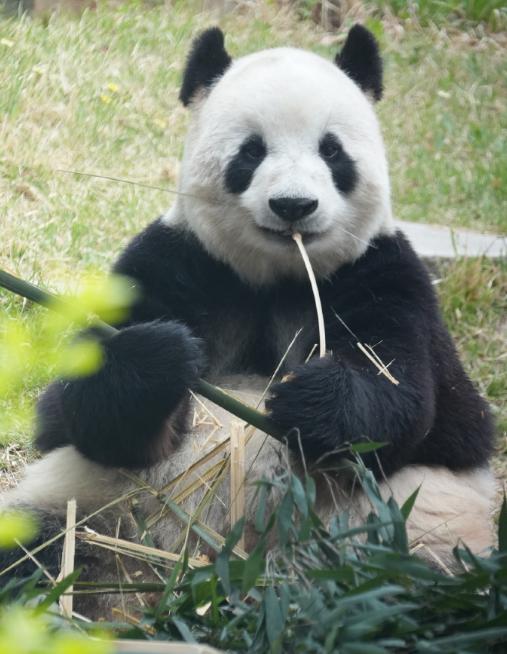 谁懂啊！飞云这张脸，真的是熊猫界公认的 “颜值天花板”，怎么拍都好看！
你看它吃