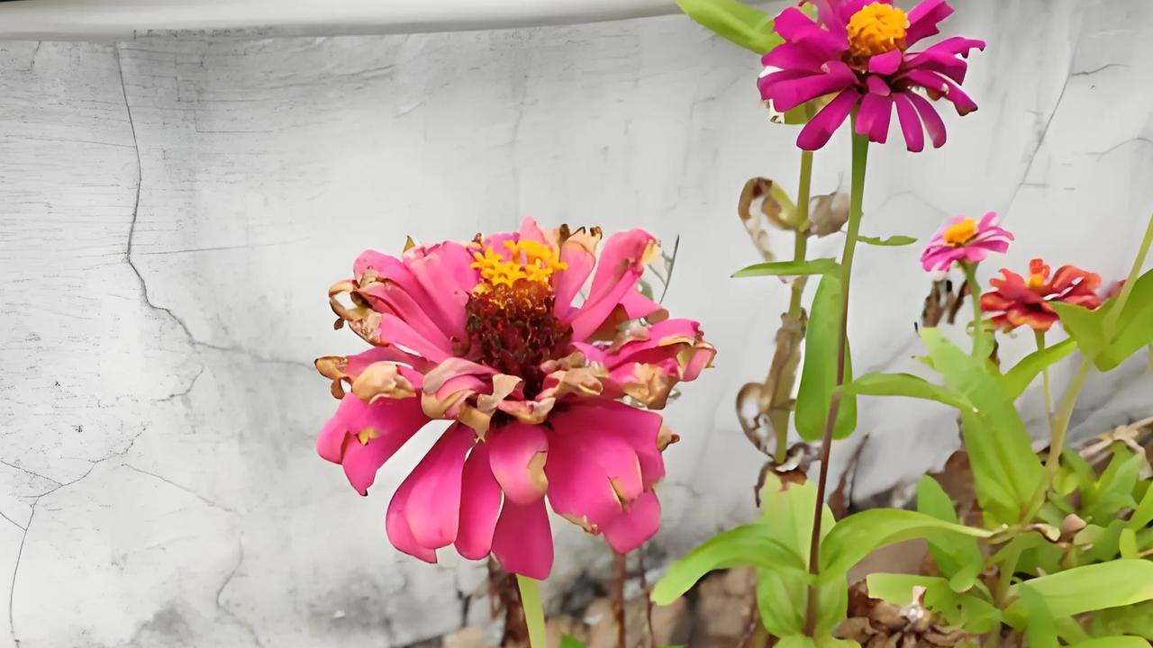 #上联：残花无蝶恋，求下联#败柳有蝉哀
