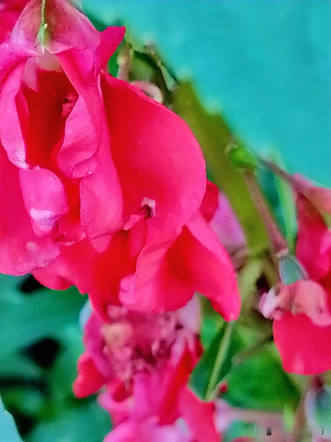 《指甲花（西安李林摄于汉中城固）》