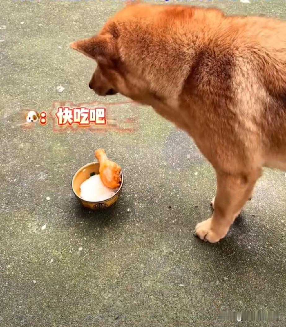 4月21日，湖南，一个狗主人为试探狗狗是否护食，故意夹走了狗碗里的一小块肉，没想